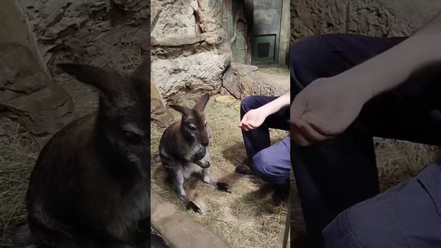 Воронежский океанариум показательное кормление Кенгуру Степана по расписанию, животные в океанариуме смотреть онлайн