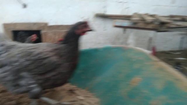 песок курам смотреть онлайн