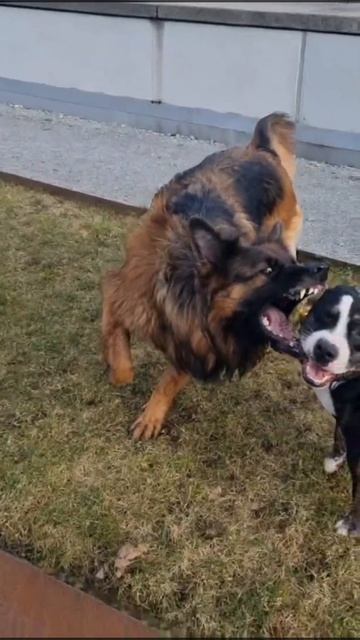 Miniatur Bullterrier Mix & Schäferhund смотреть онлайн