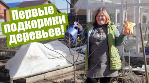 Не забудьте подкормить ДЕРЕВЬЯ ВЕСНОЙ! 2 главные подкормки для богатого урожая!
