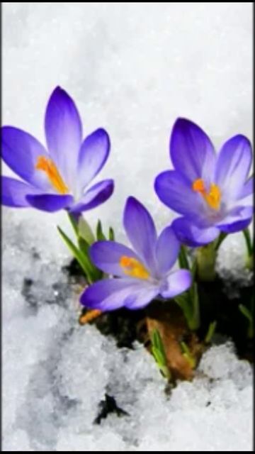 Первые весенние цветы