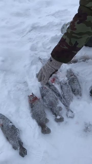 12.01.17 1-й гектарный пруд, малая толика уловов смотреть онлайн