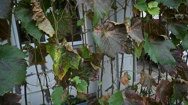 Science And Curiosity