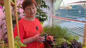 Не забудьте про ЛУК и ЧЕСНОК.  Весенние подкормки и уход.