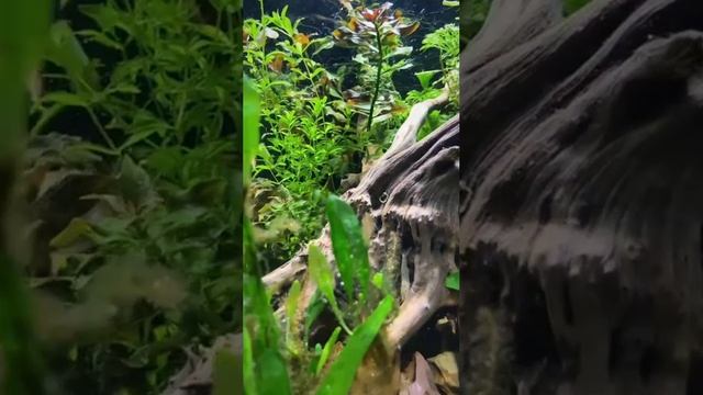 Зелёный интерьер аквариума смотреть онлайн