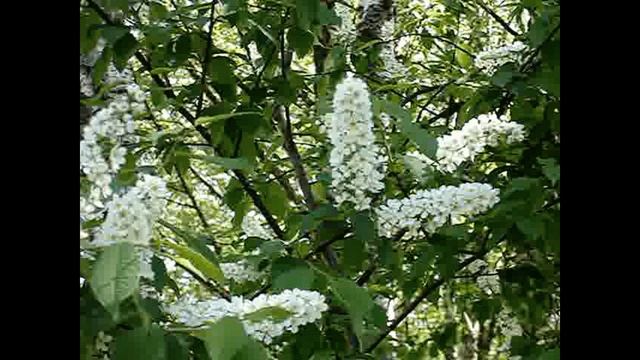 Черемуха (1)