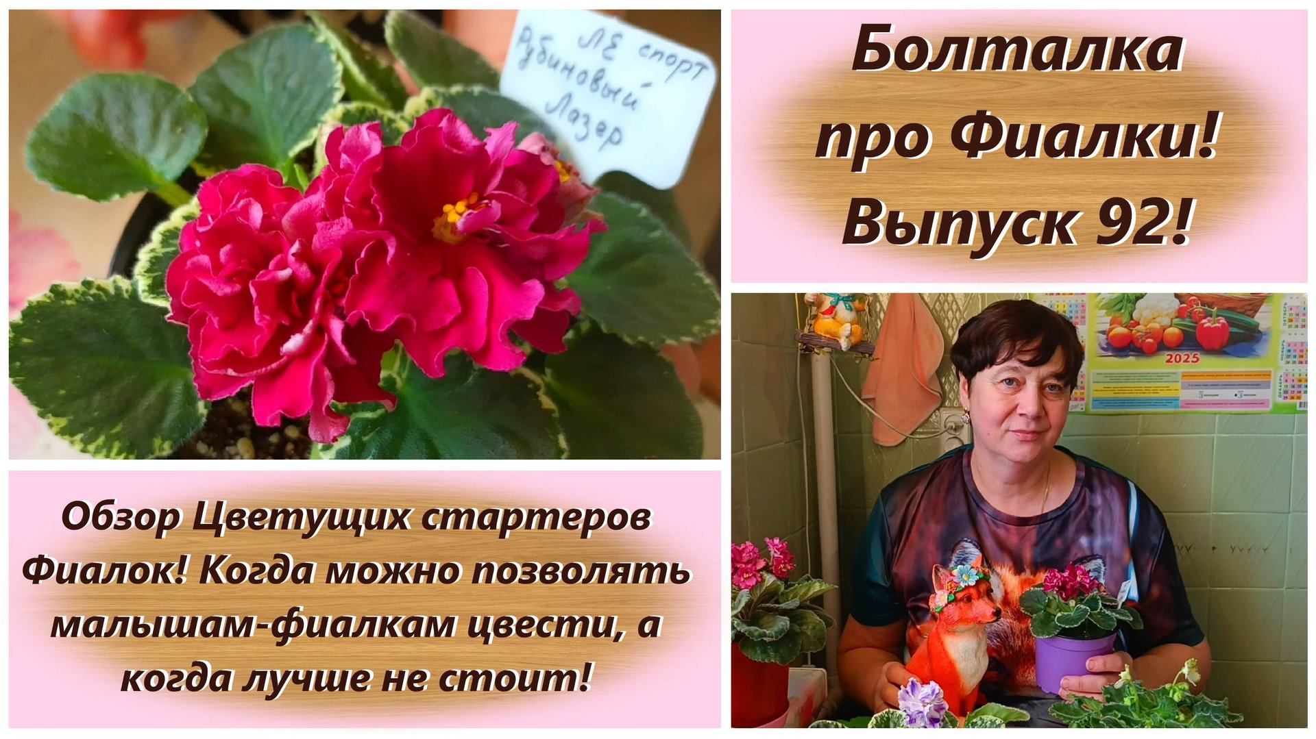 Болталка про Фиалки! Выпуск 92! Обзор Цветущих стартеров Фиалок!