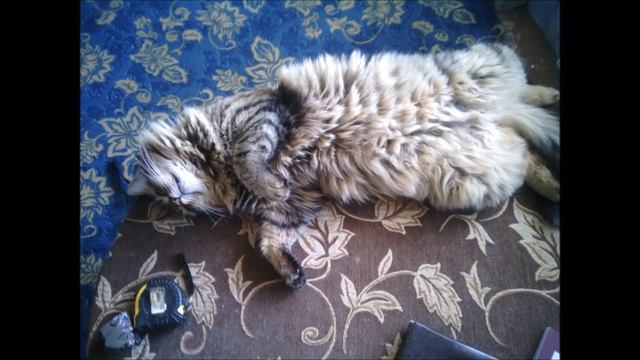 "Кошка" смотреть онлайн