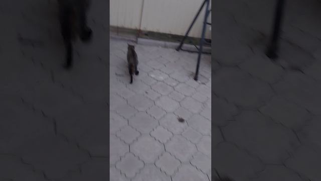 Чисто мои коты.