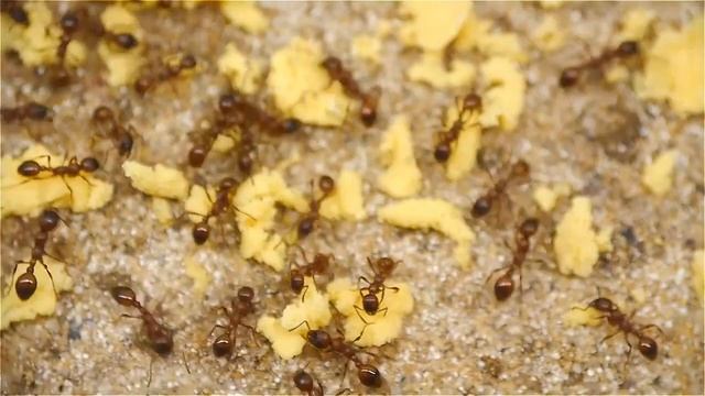 Manica rubida tragen Eigelb ein смотреть онлайн