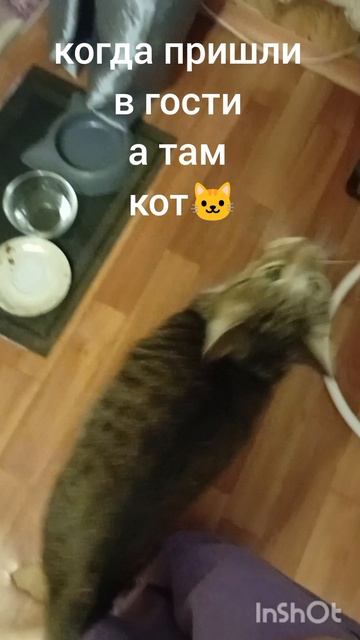 пришли в гости а там кот смотреть онлайн