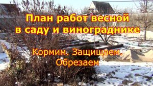 Планы работ весной в саду и винограднике. Кормим. Защищаем.  Обрезаем