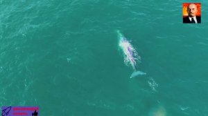 Киты - Самые крупные млекопитающие планеты -