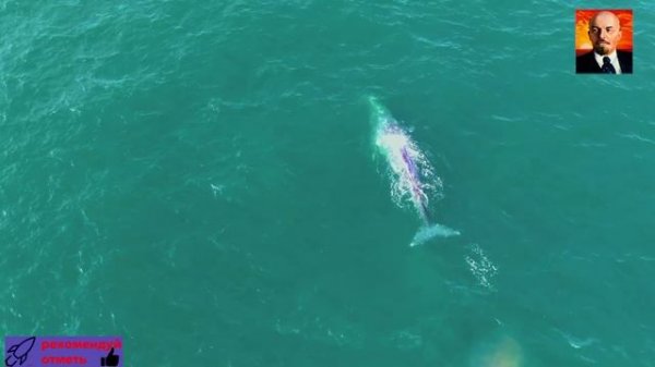 Киты - Самые крупные млекопитающие планеты -