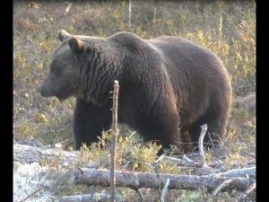 Охота на медведя с луком в России. Потеряли лук.....