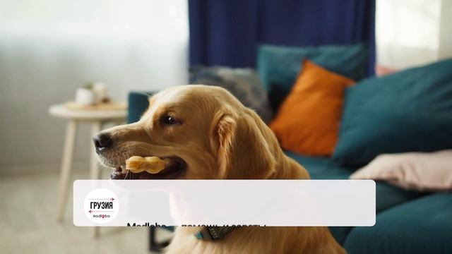 🐾 Угощения для хвостиков: где купить?