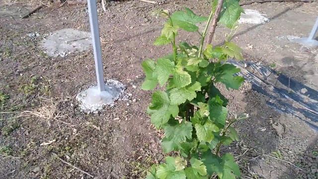 Новый виноградник. смотреть онлайн
