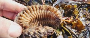 Шторм | Морепродукты | Краб стригун, осьминог) Сбор морепродуктов