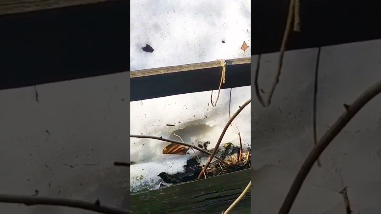 КУПИЛИ ЗАБРОШЕННУЮ ДАЧУ! ОБЗОР ДОМА! #дача #заброшка #заброшеннаядача #интерьер #винтаж смотреть онлайн