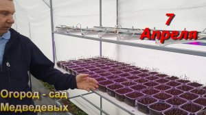 Начало всходов массовых посевов томатов и перцев на рассаду