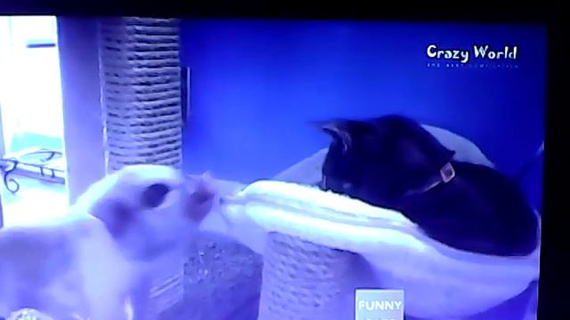 Смишние Кати смотреть онлайн