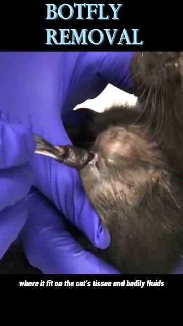 How We Removed a HUGE Botfly From Our Cat! SHOCKING Footage смотреть онлайн