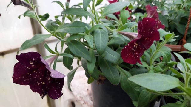 Обзор петунии вегетативной с названиями сортов! смотреть онлайн