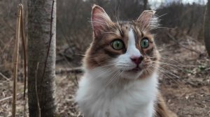 Обворожительный сибирский кот с характером. Кот Плюх.