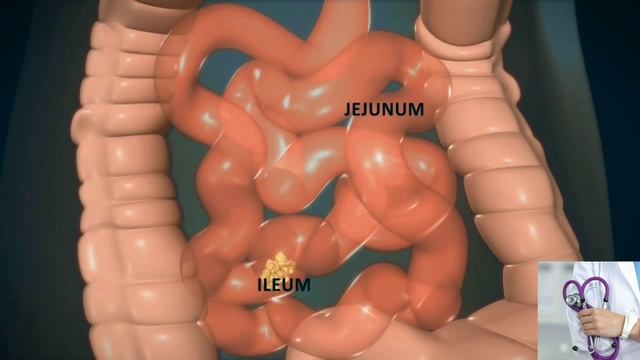 Анатомия.Ас қорыту жүйесі. смотреть онлайн