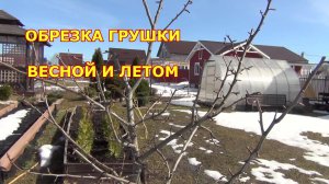Обрезка груши весной и летом. Было и стало
