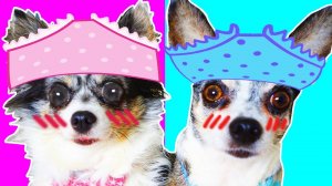 Скандальное видео раскрыто! Юми и Миша в ярости😳🐾