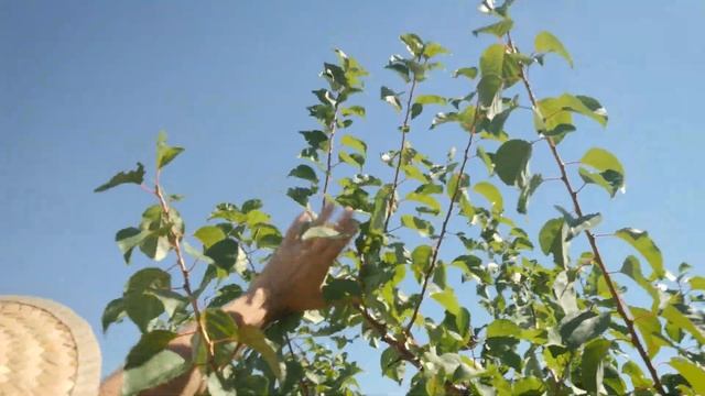 Come POTARE L'ALBICOCCO. Con Pietro Isolan смотреть онлайн