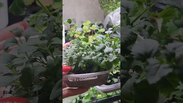 БЕЗ ЭТОГО ЦВЕТКА ВАМ ТОЧНО НЕ ОБОЙТИСЬ! смотреть онлайн