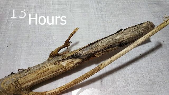 Wood Turns To Dust Before My Eyes: Epic Decomposition Time-lapse! смотреть онлайн