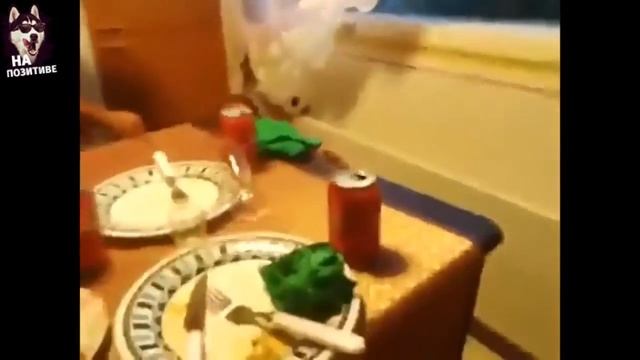 Лучшие приколы 2017 подбор приколов смотреть онлайн