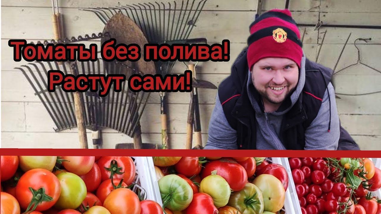 Томаты не поливаю! Собираю вёдрами!!! Мой опыт выращивания! Честный отзыв -семена Партнер! смотреть онлайн