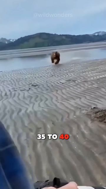 Never Provoke A Bear😱🐻 Or Else...