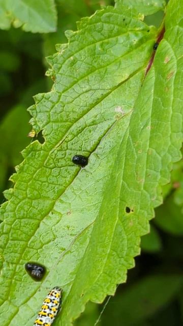 Funky coloured Mullein Moth caterpillar feeding on Water Figwort смотреть онлайн