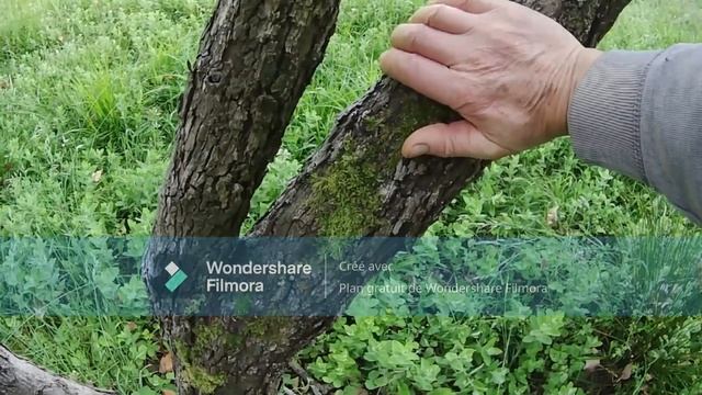 " propriété a Bayonne", 19 MAI 2023, visite du verger ! смотреть онлайн