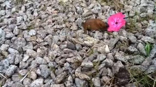 Death of the horrible garden destroyer смотреть онлайн