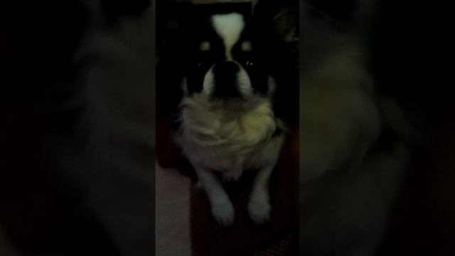 Как зделать вечеринку? 🐶🥳