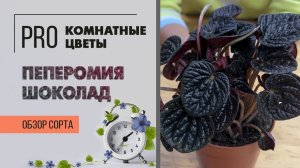 Пеперомия шоколад. Обзор сорта. Необычная, манящая. Красивое комнатное растение для восточного окна.