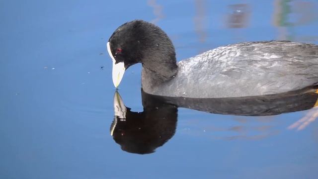 Meerkoeten eten Krabbenscheer смотреть онлайн