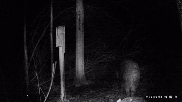 Копчу сало и смотрю фотоловушку смотреть онлайн