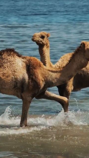 Camels смотреть онлайн
