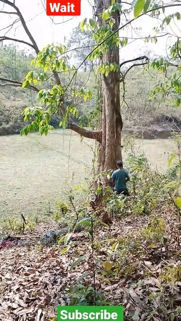 fun to cut with a sharp chainsaw chain, must durable chainsaw #viral #shorts #must #fun #sharp #cut смотреть онлайн