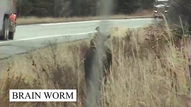 What Scientists Discovered in the CHERNOBYL FOREST Shocked the Whole World! смотреть онлайн