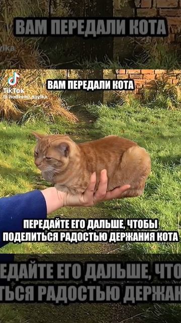 Передаю кота #supstudios #shorts #мем #мемы #memes #кот #тикток #люсямилая смотреть онлайн