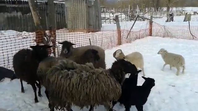 Овца есть овца