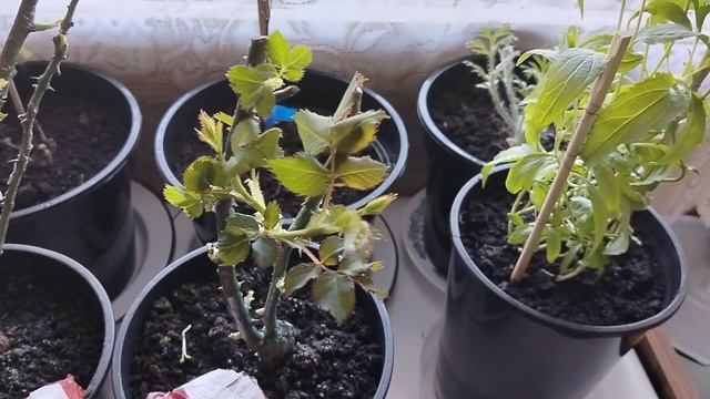 Саженцы роз от Поиска отращивают листья апрель 2025 смотреть онлайн